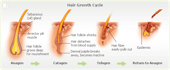 hairloss-cicle